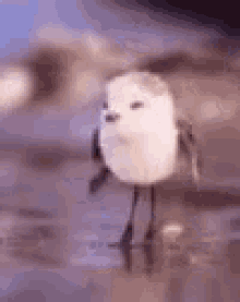 bird cute
