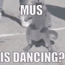 mus mus is dancing mussi cat gray cat