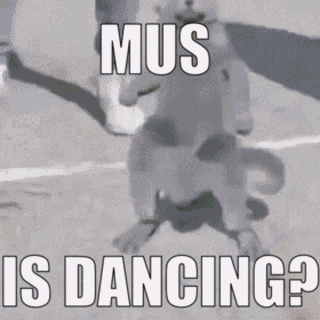 Mus Mus Is Dancing GIF - Mus Mus Is Dancing Mussi GIFs
