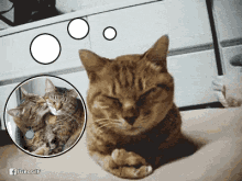 Cat Sleepy GIF - Cat Sleepy Pet GIFs