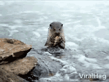Otter Viralhog GIF - Otter Viralhog Eat GIFs