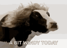 Lol Windy Day GIF - Lol Windy Day Long Hair Cow GIFs