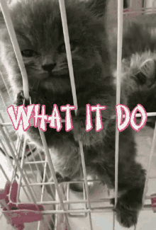 What It Do Kitten GIF - What It Do Kitten Rawr GIFs