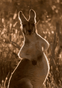 kangaroo scratch itchy