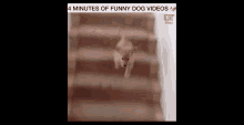 Perro 4minute Dog Videos GIF - Perro 4minute Dog Videos Dog Videos GIFs