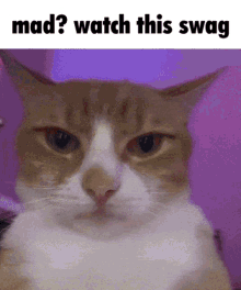 swag cat mad watch this swag crash lol