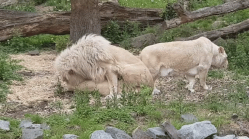 Lions Mating GIF.