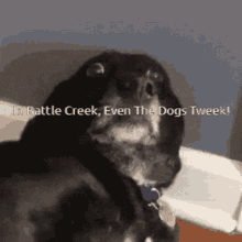 Tweek Battle Creek GIF - Tweek Battle Creek What GIFs
