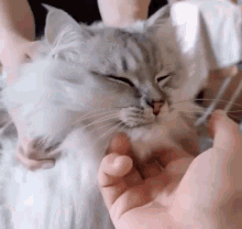peting pet pets petting cat