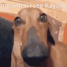 shy dog kayomi