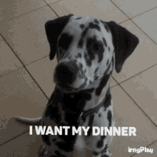 Dog Dalmatian GIF - Dog Dalmatian Hungry GIFs