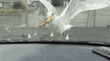 Seagull Hungry GIF - Seagull Hungry Big Mouth GIFs