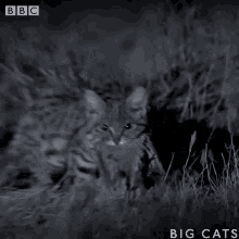 Bbc Big GIF - Bbc Big Cats GIFs