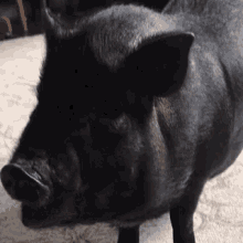 piggy pig food hungry happy