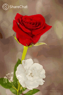 गुलाब दिल GIF - गुलाब दिल सफ़ेदफूल GIFs