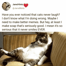 Meme Humor GIF - Meme Humor Cats GIFs