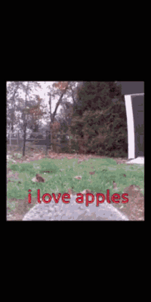 Animals Apples GIF - Animals Apples GIFs