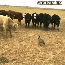 Goose Cows GIF - Goose Cows Picking A Fight GIFs