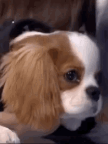 Theo The Morning Toast GIF - Theo The Morning Toast Dog GIFs