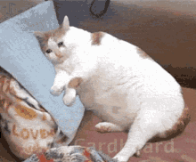 Cat Vanish GIF - Cat Vanish Vanished GIFs