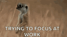 Focus Funny As Hell GIF - Focus Funny As Hell Trying To Focus At Work GIFs