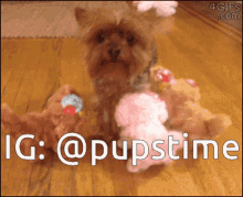 pupstime dog