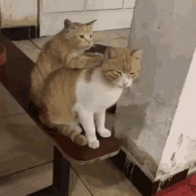 Cat Cat Love GIF - Cat Cat Love Cat Massage GIFs