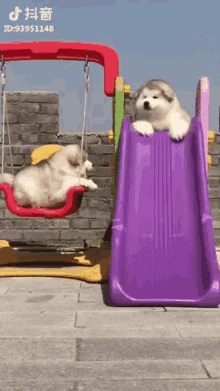 Dogs Slide GIF - Dogs Slide Playground GIFs
