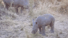Brave Baby Rhino GIF - Baby Rhino Charge Hi GIFs
