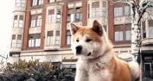 ごめんね すみません 忠犬ハチ公 可愛い犬 柴犬 しば犬 GIF - Hachiko Cute Dog Shibaken GIFs