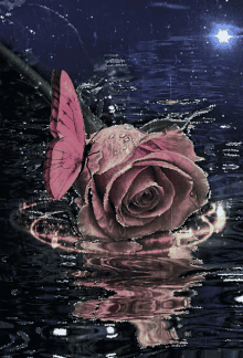 Flowers Rose GIF - Flowers Rose Butterfly GIFs