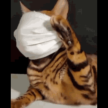 Cats Cat Mask GIF - Cats Cat Mask GIFs