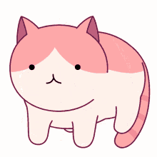 rolling cat cat rolling pink