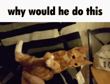 Cat Why Would He Do This GIF - Cat Why Would He Do This GIFs