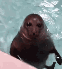 Tilldcwn Seal GIF - Tilldcwn Seal Angry Seal GIFs
