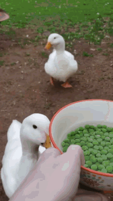 Duck Peas GIF - Duck Peas Duck Eating Peas GIFs