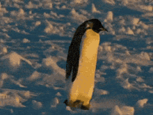 Penguin Slip GIF - Penguin Slip Slippery GIFs