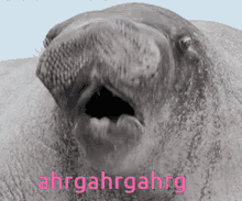 Ahrg Walrus GIF - Ahrg Walrus Funny GIFs