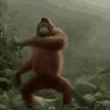 Yo Cuando Me Dicen Que No Hay Clase Monkey GIF - Yo Cuando Me Dicen Que No Hay Clase Monkey Dance GIFs