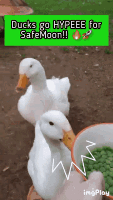 Safemoon Ducks GIF - Safemoon Ducks Duckies GIFs