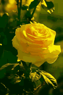Happy Friendship Day Yellow Rose GIF - Happy Friendship Day Yellow Rose Flower GIFs