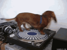 Vinyl Spinning GIF - Vinyl Spinning Dog GIFs