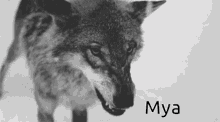 Mya Snarl GIF - Mya Snarl Wolf GIFs