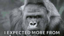 Gorilla I Expected More GIF - Gorilla I Expected More Hmm GIFs