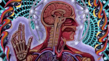 Brain GIF - Body Internal Inside GIFs