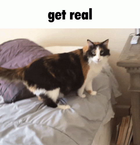 Get Real Cat GIF - Get Real Cat Nala - Discover & Share GIFs