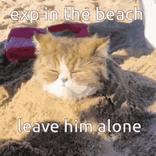 Exp Expenndable GIF - Exp Expenndable Cat In Beach GIFs