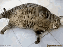So Full Eating Too Much GIF - So Full Eating Too Much Cat GIFs
