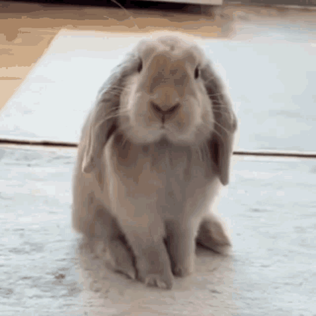 Bunny Cute Bunny GIF - Bunny Cute Bunny Bunny Smells GIFs