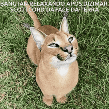 floppa bangtan tatara floppa bangtan tatara